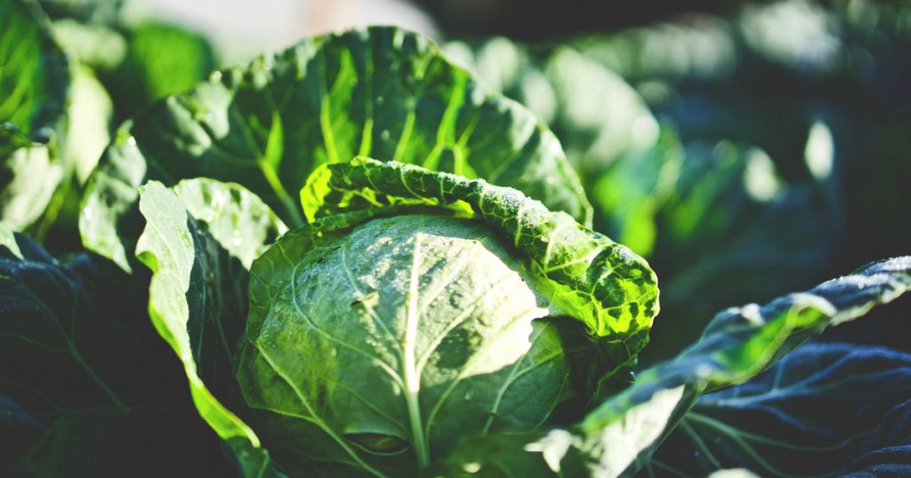 Kohl als Vertreter der Sirtuin-Foods