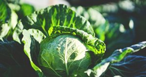 Kohl als Vertreter der Sirtuin-Foods