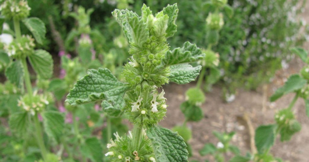 Melissen- und minzartige Andornpflanze dargestellt