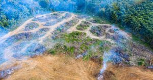 Illegale Abholzung und Rodung für Weidefläche im Amazonas