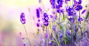 Ein Lavendelstrauch ist abgebildet