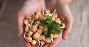 Hände einer Frau halten gekeimte Kichererbsen und frische Kräuter.